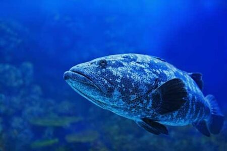Keep Your Daily Catch Fresh: Build a Live Fish Holding Box Image